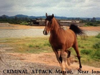 CRIMINAL ATTACK Marcuz,  Near Ione, CA, 95640